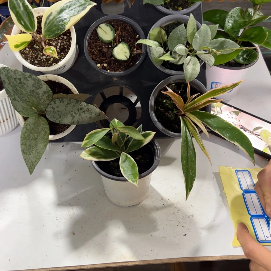 我***呀无花朵盐镜外球兰