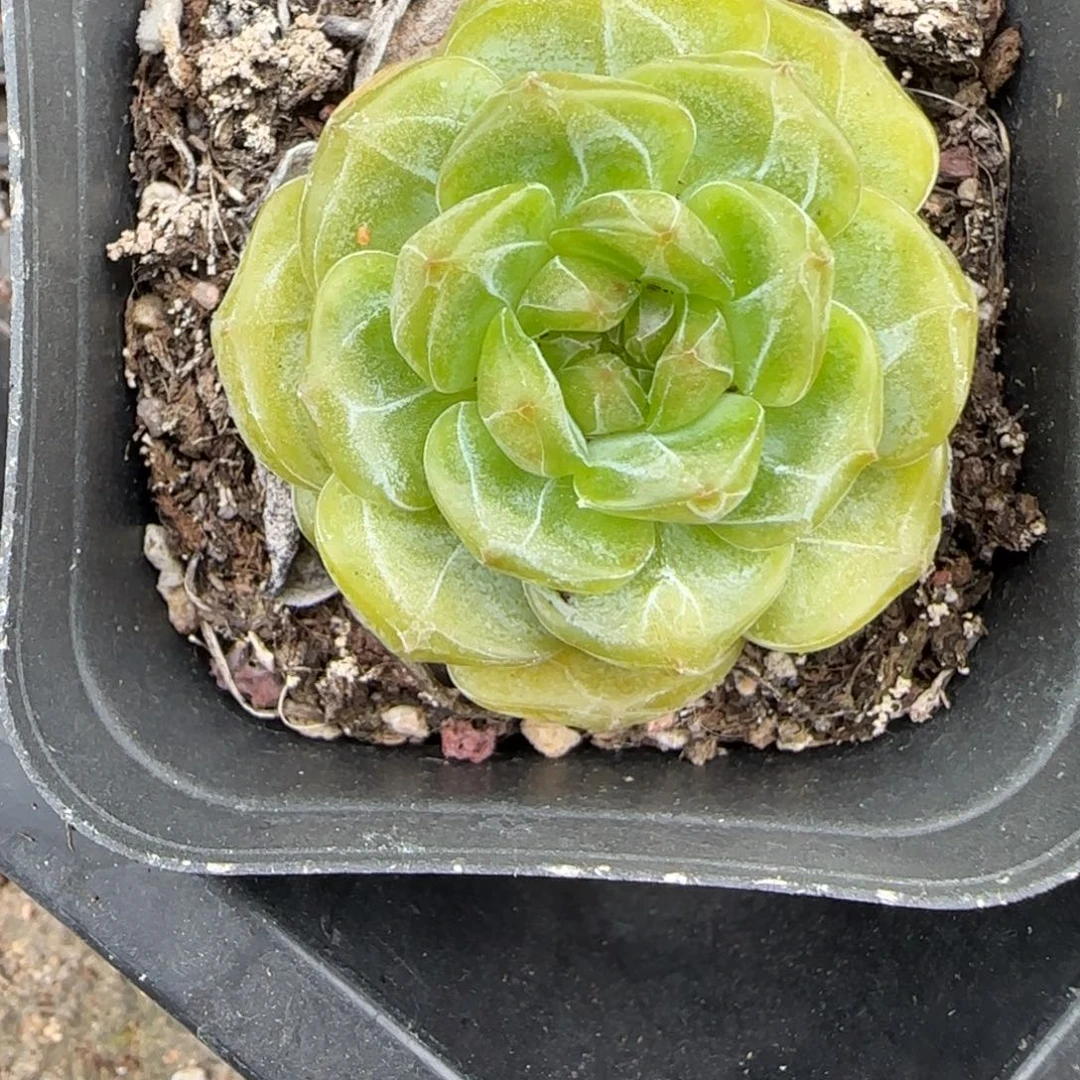 小卡拉米糖心一物一拍12-56