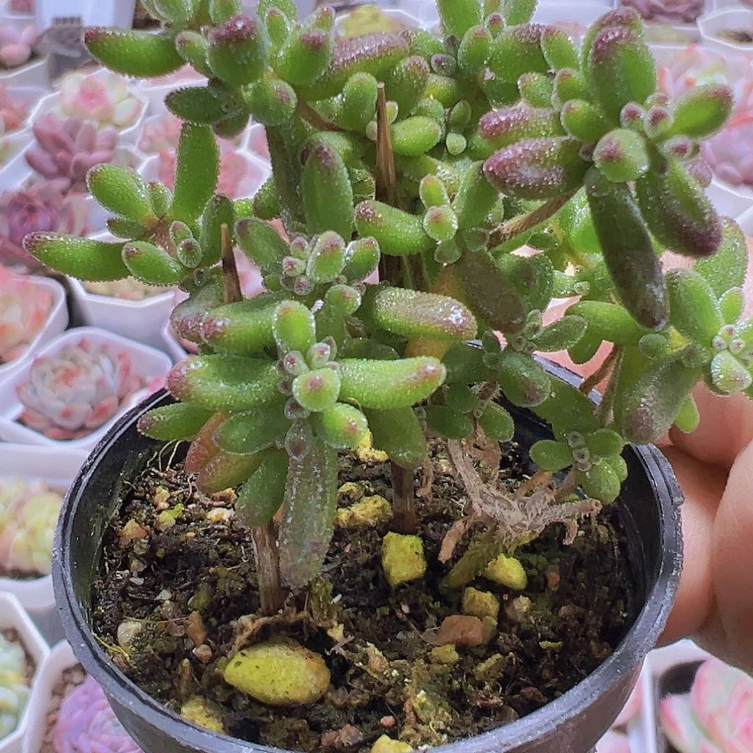 红宝石枝干19包邮多肉植物