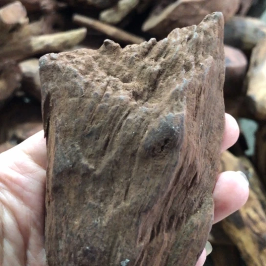 其他黄花梨/降香黄檀