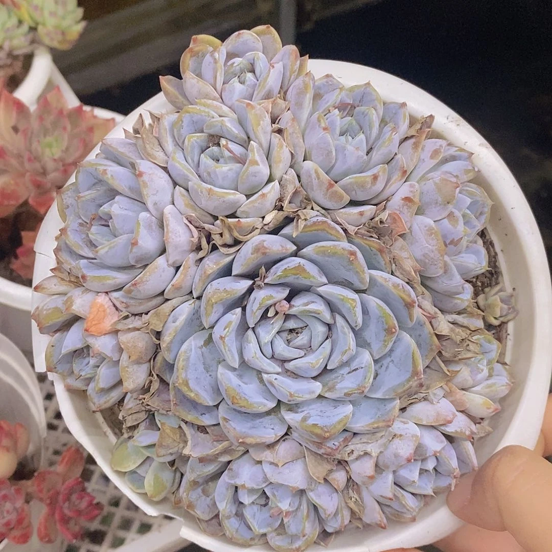 雪兔整桩整群手捧