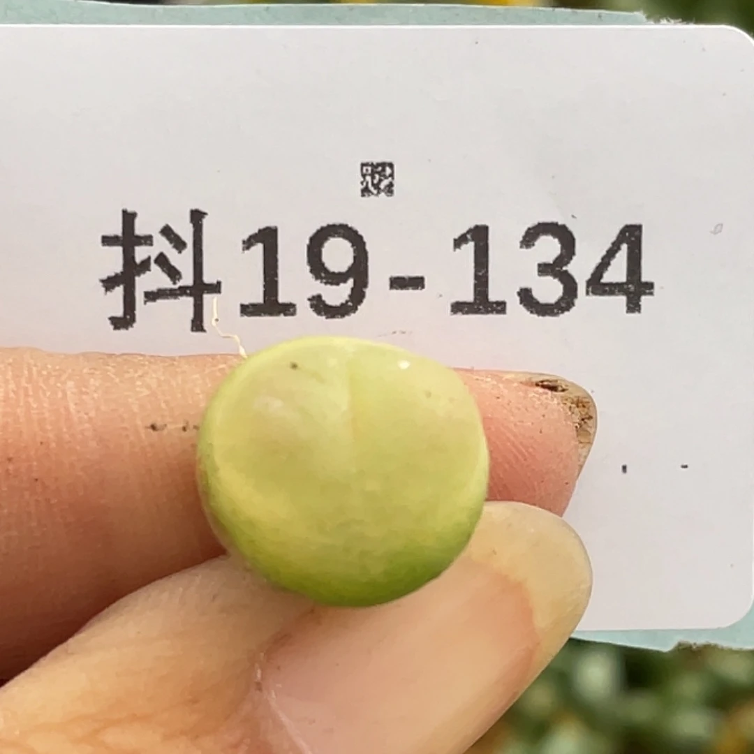 19-134紫皮拉登多肉植物