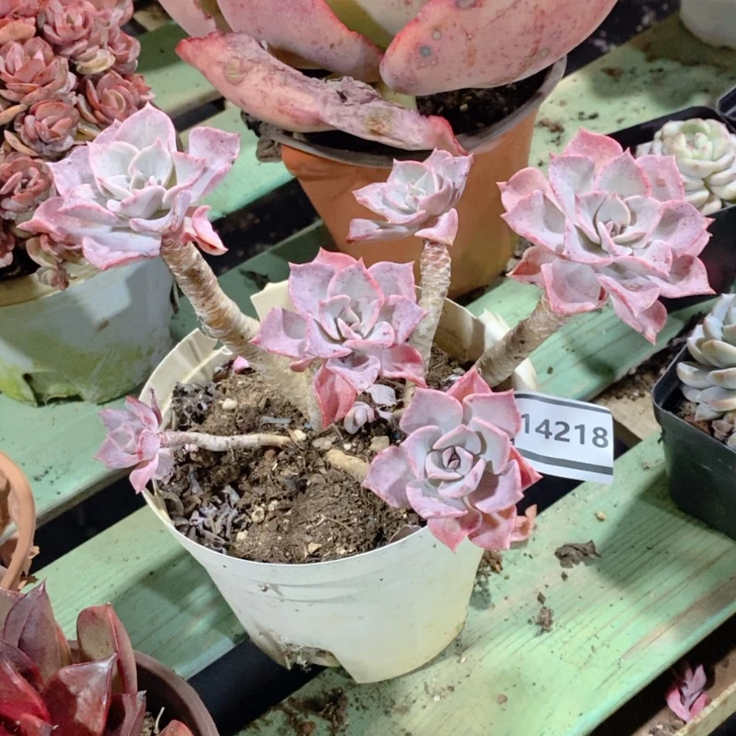【闪购商品】-***-心愿14218
