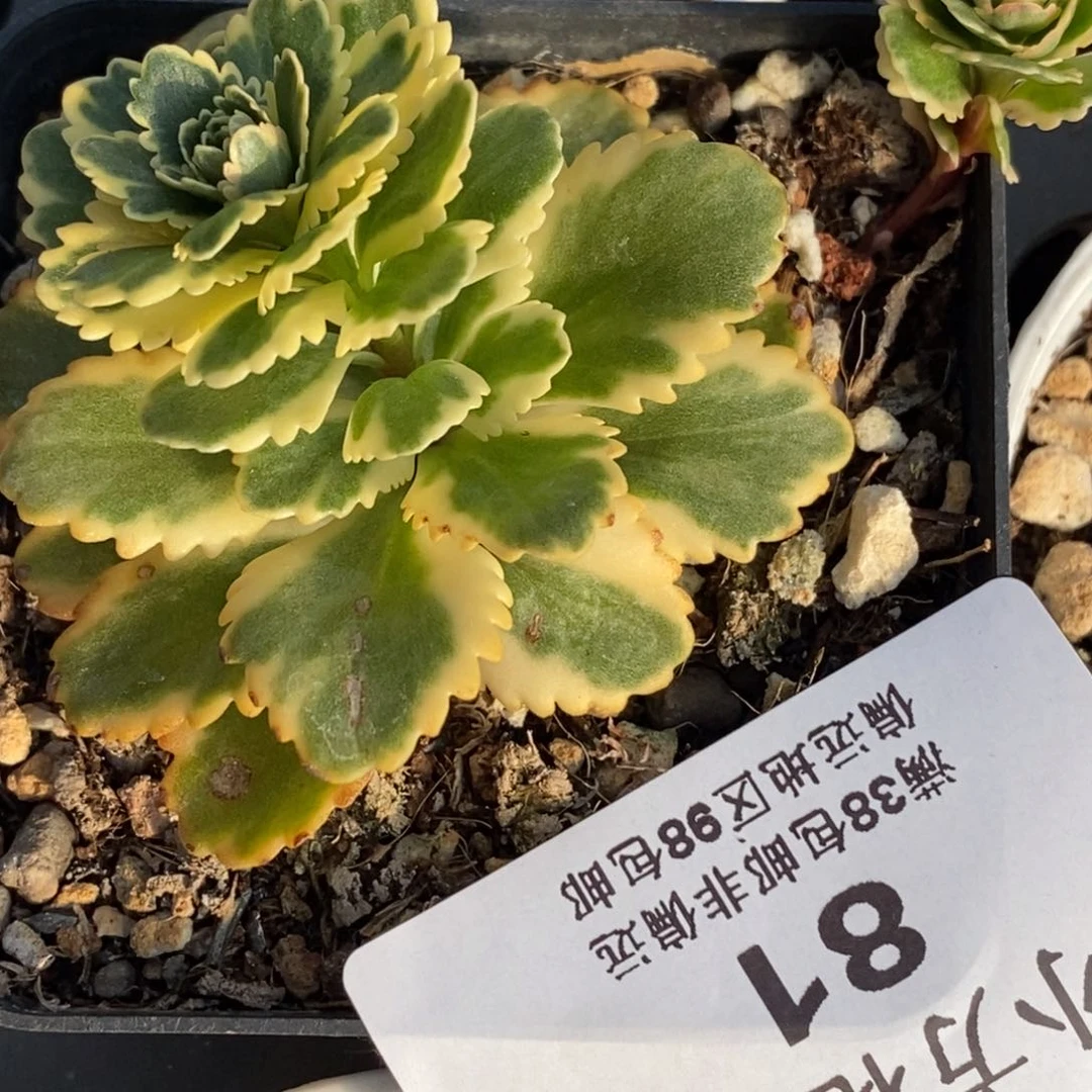 手****✨81亚特 小方花圃一物一拍