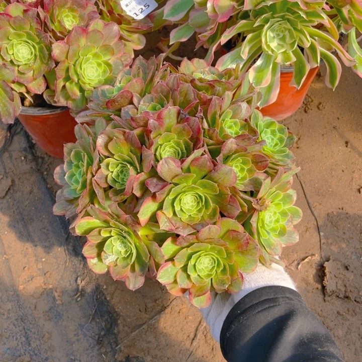 126奶白法师多肉断枝不售后