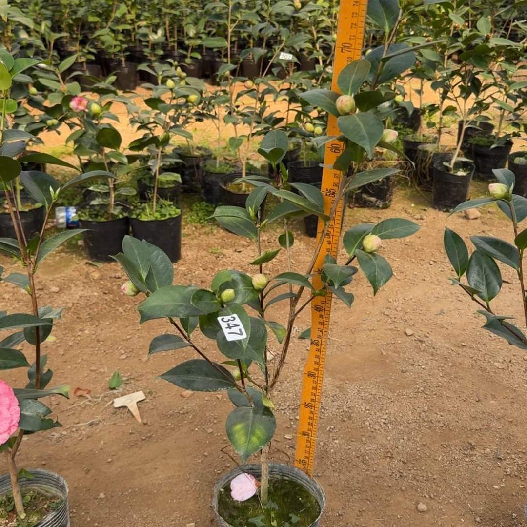 少量花朵（建议范围：2朵-5朵 或40%以下）347明镜