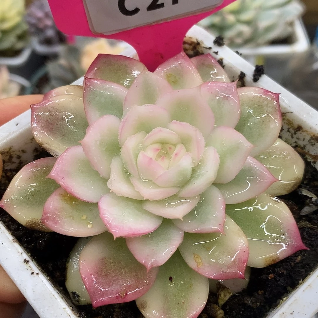 274粉水里哈哈哈哈