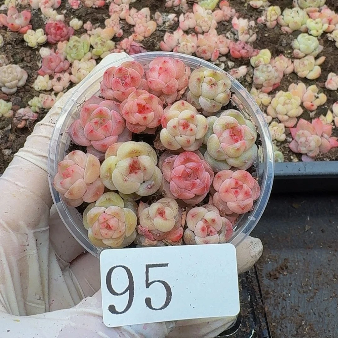 多肉植物多肉植物95