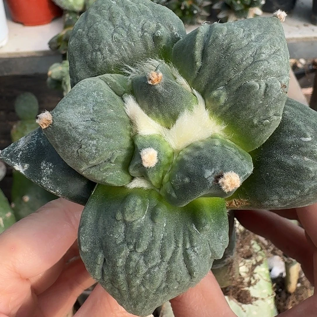 无花朵大尤怒涛牡丹890