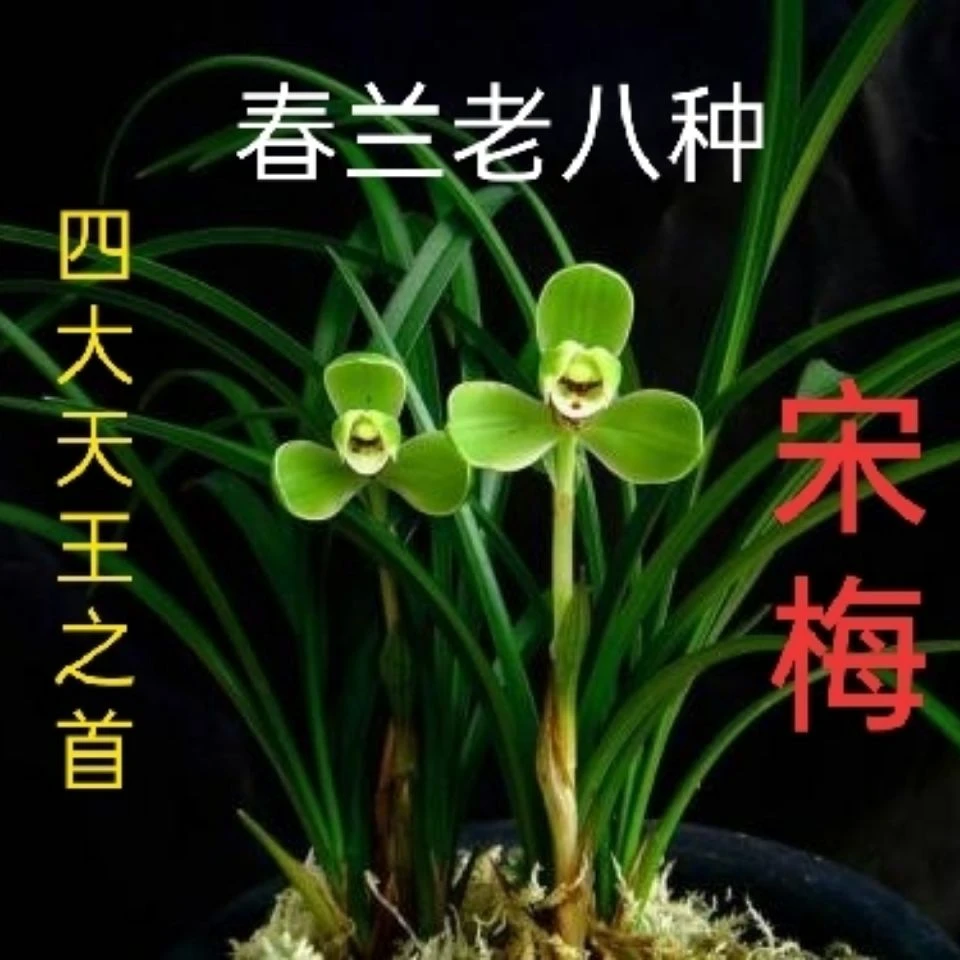 浓香春兰老八种之首梅瓣兰花宋梅室内绿植盆栽花卉兰花专用植料