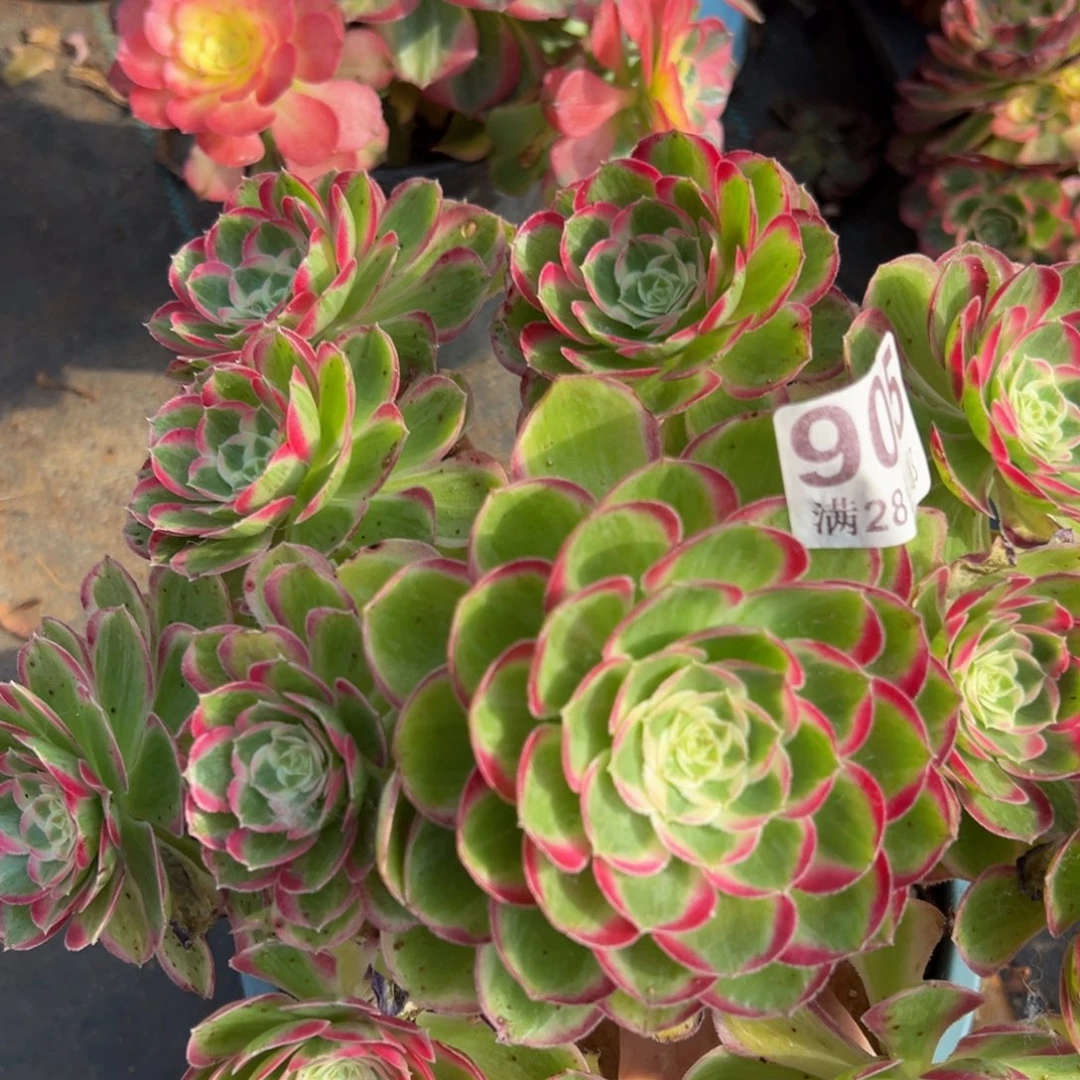 幸***店多肉植物905云杆子歪一点