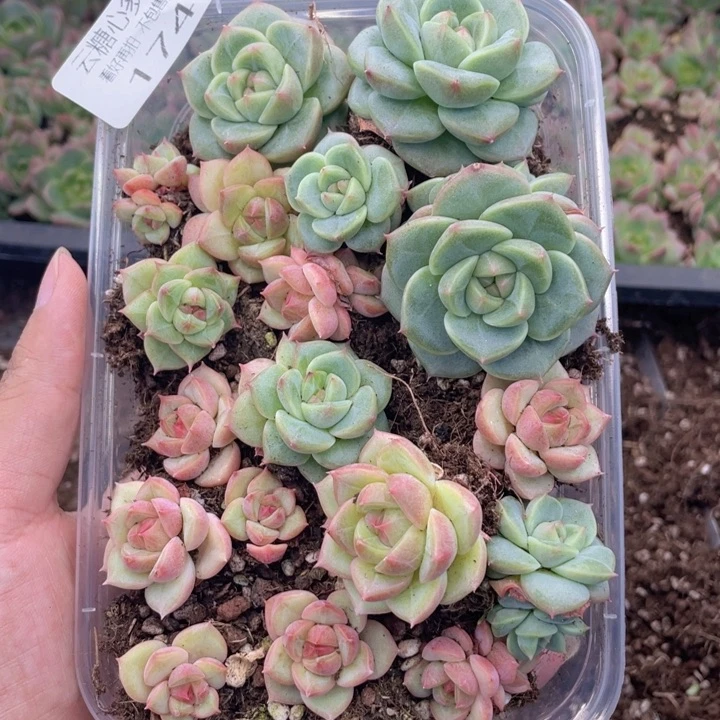 ?****）云糖心多肉植物174