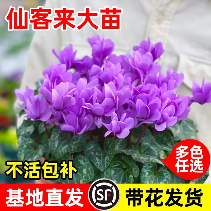 仙客来盆栽带花苞重瓣特大花卉阳台好养蝶衣年宵花四季开花苗耐寒