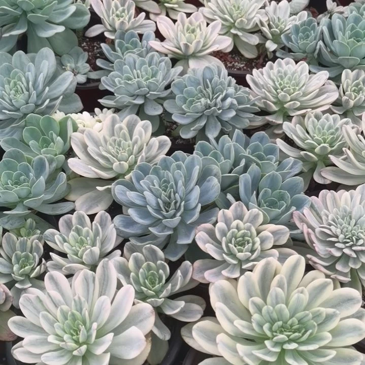 酸橙柠檬白覆轮锦朵朵缀