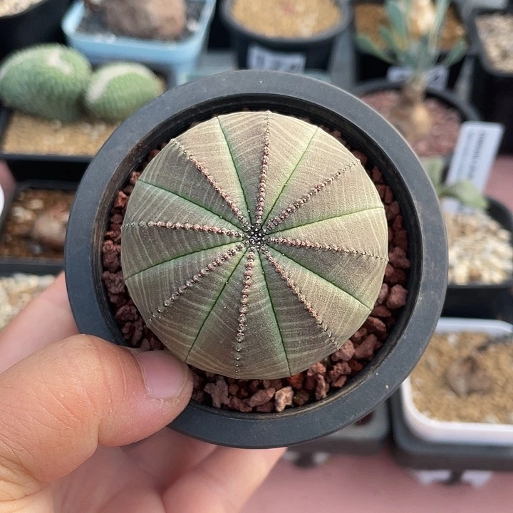 236实生大单头欧布