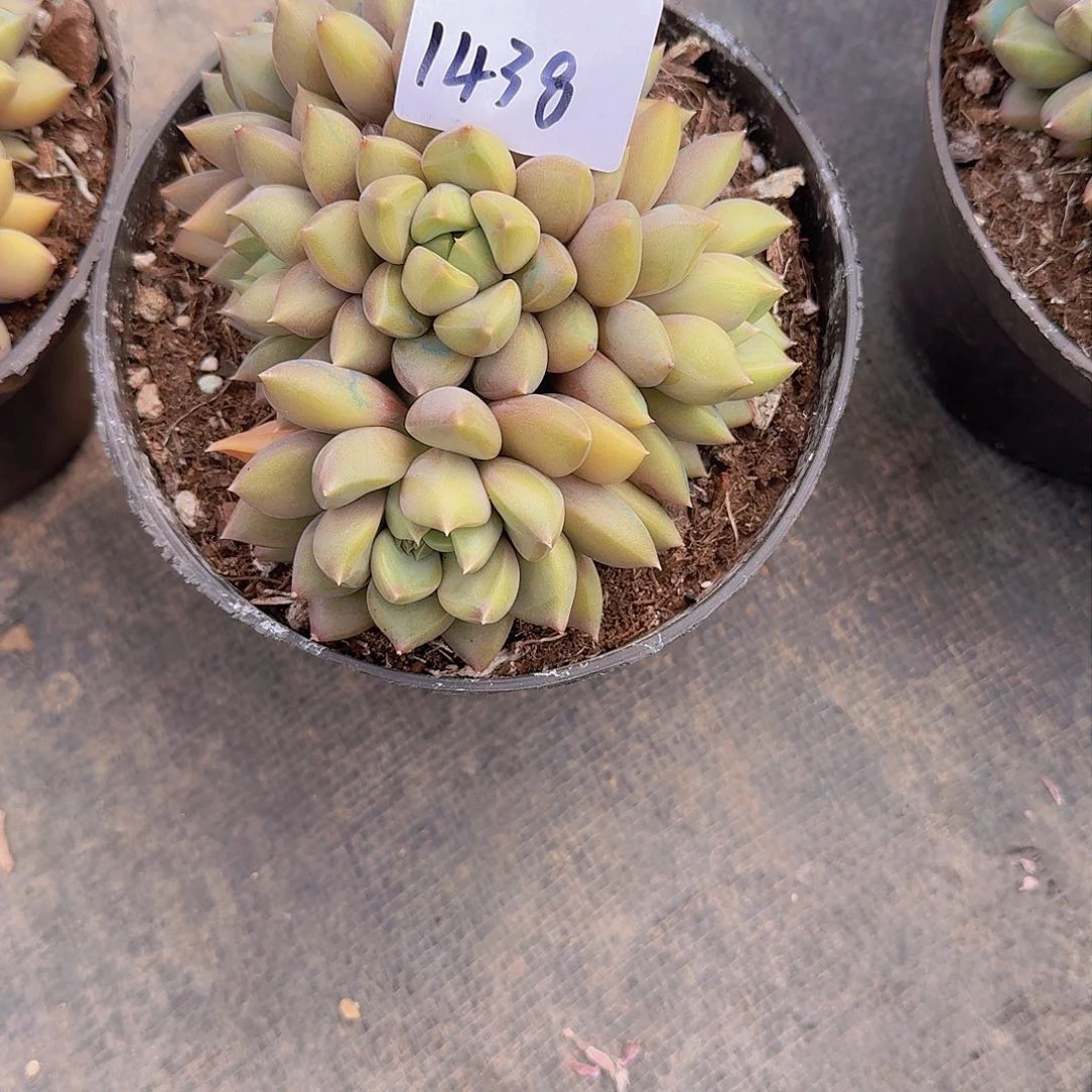 z***吟1438象牙多肉植物