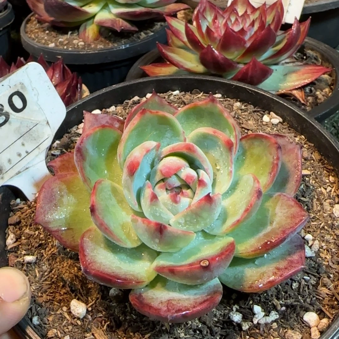 惊鸿一物一拍包装收缩花旱730