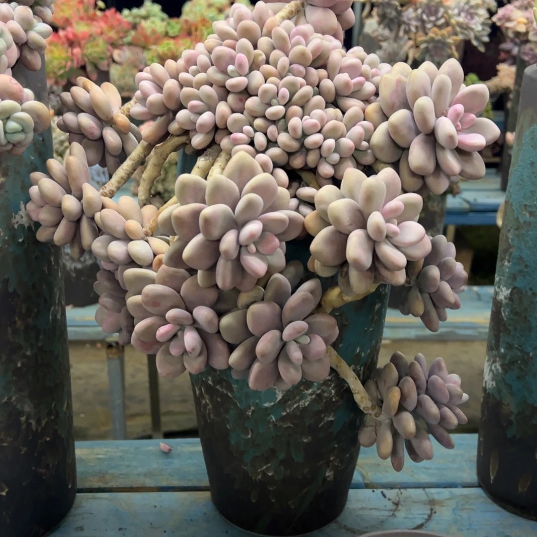 老桩桃蛋脱土发货