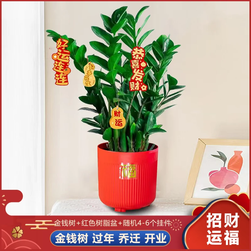 【摇钱树】年宵花金钱树盆栽客厅桌面款好养大型绿植乔迁摇钱串子
