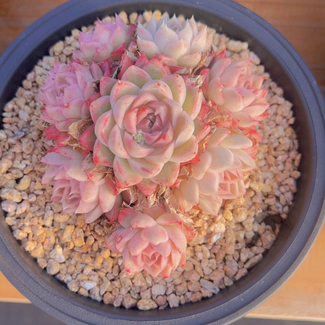 宇*多肉植物，多肉植物