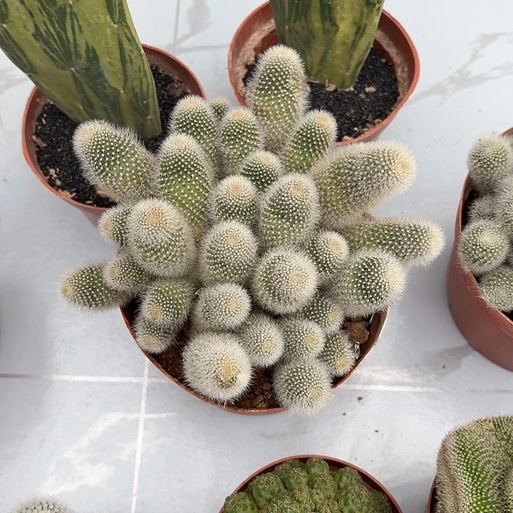 勇****，雪丽山仙人球123