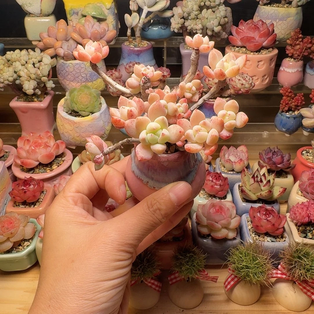 千本樱 多肉含盆土 一物一拍