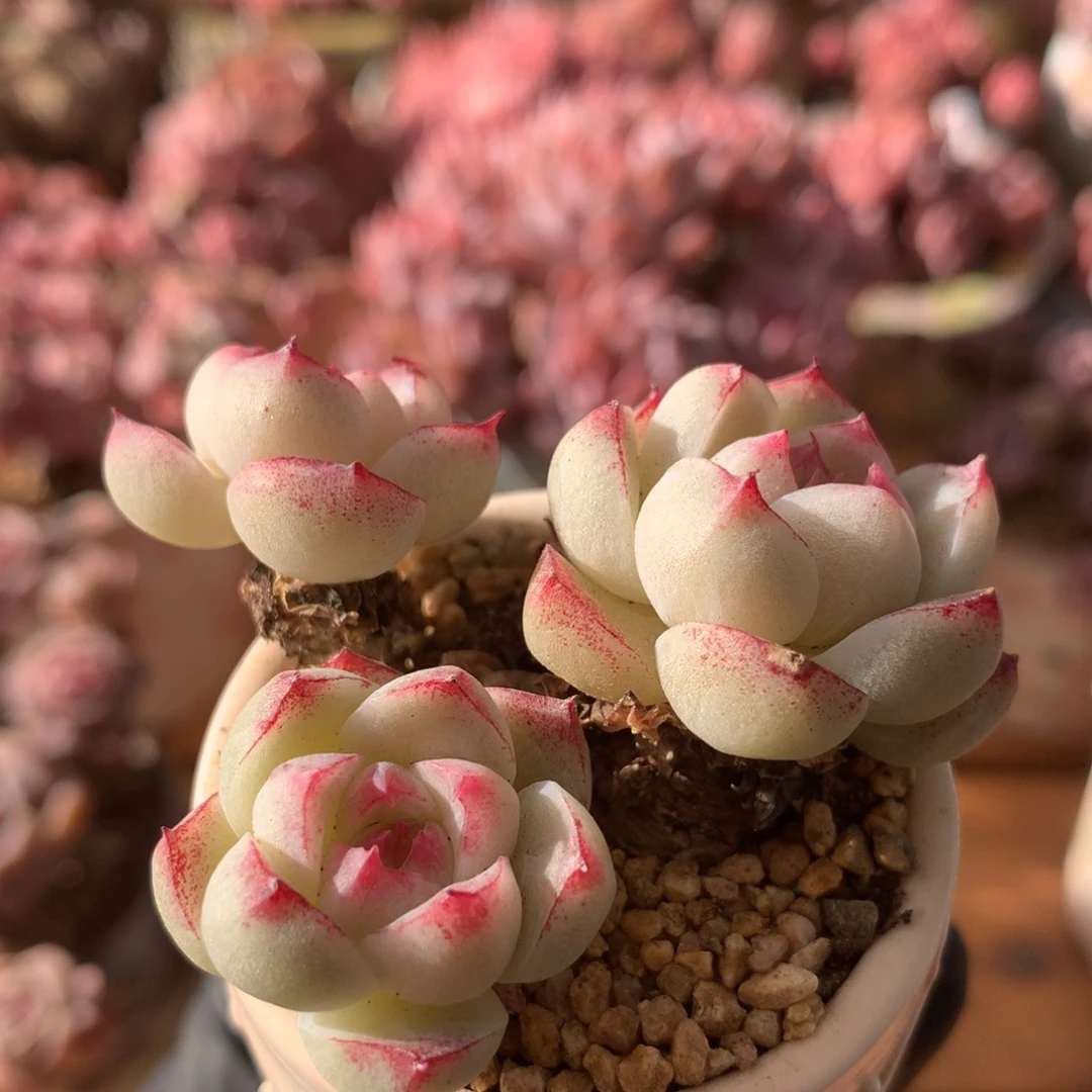 边线女王一物一拍 022