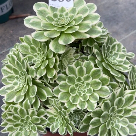 530碧浪25厘米左右