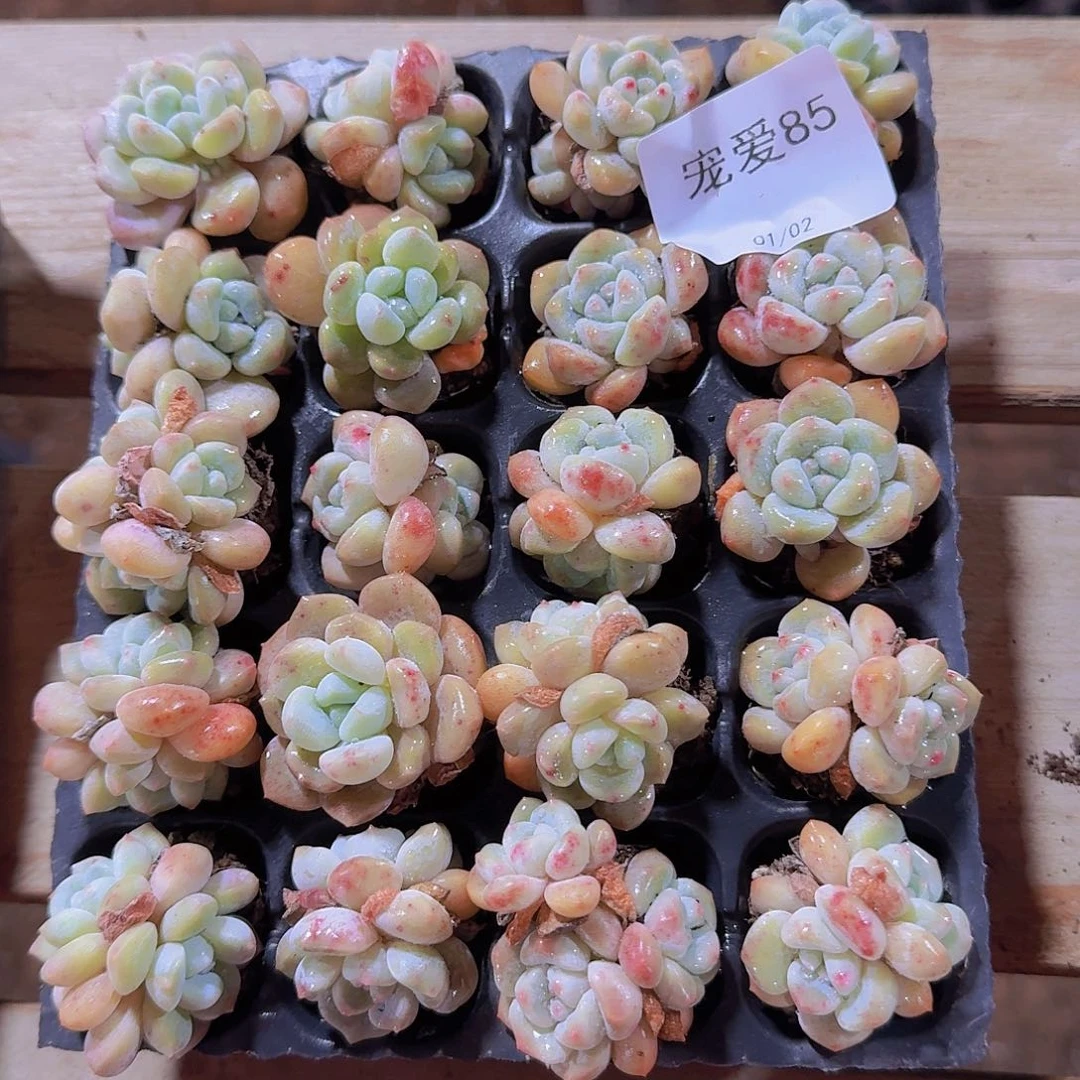 装箱福利一物一拍85