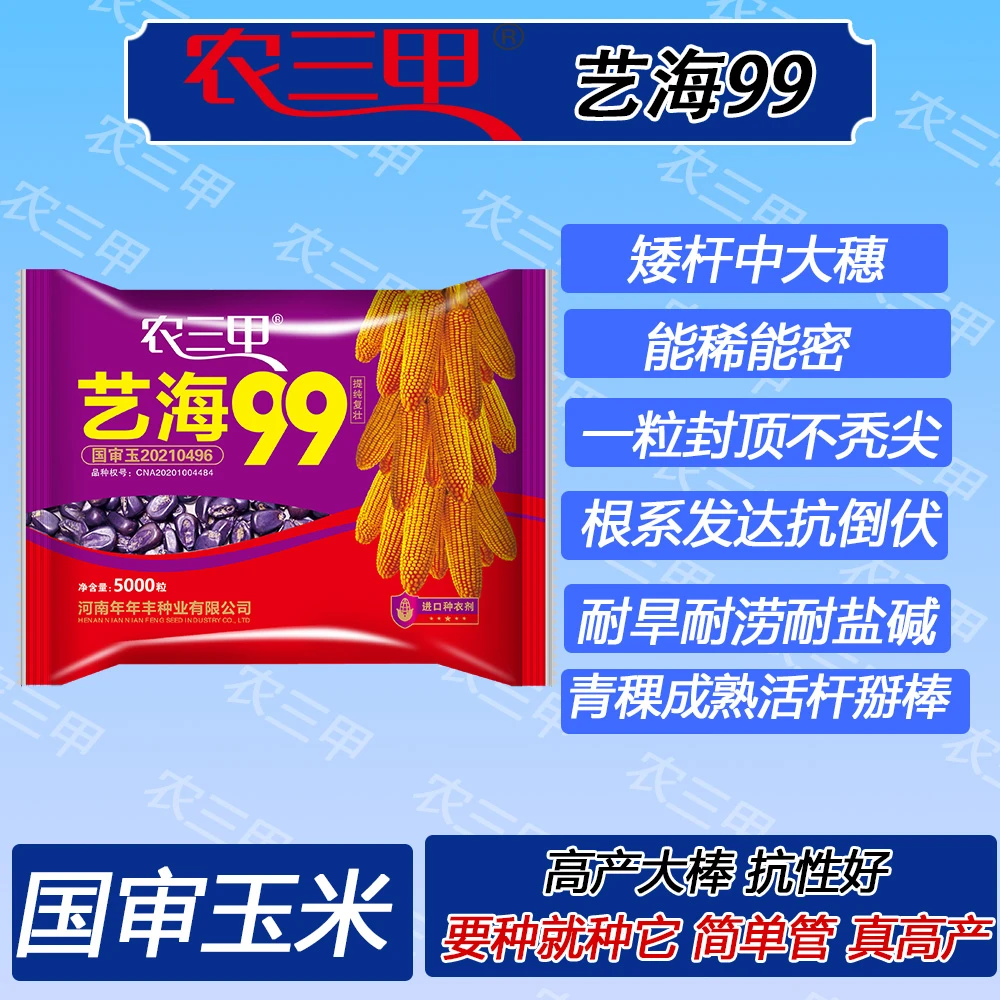 国审艺海99（三浦田定向）玉米种矮杆中大穗能稀能密抗倒伏