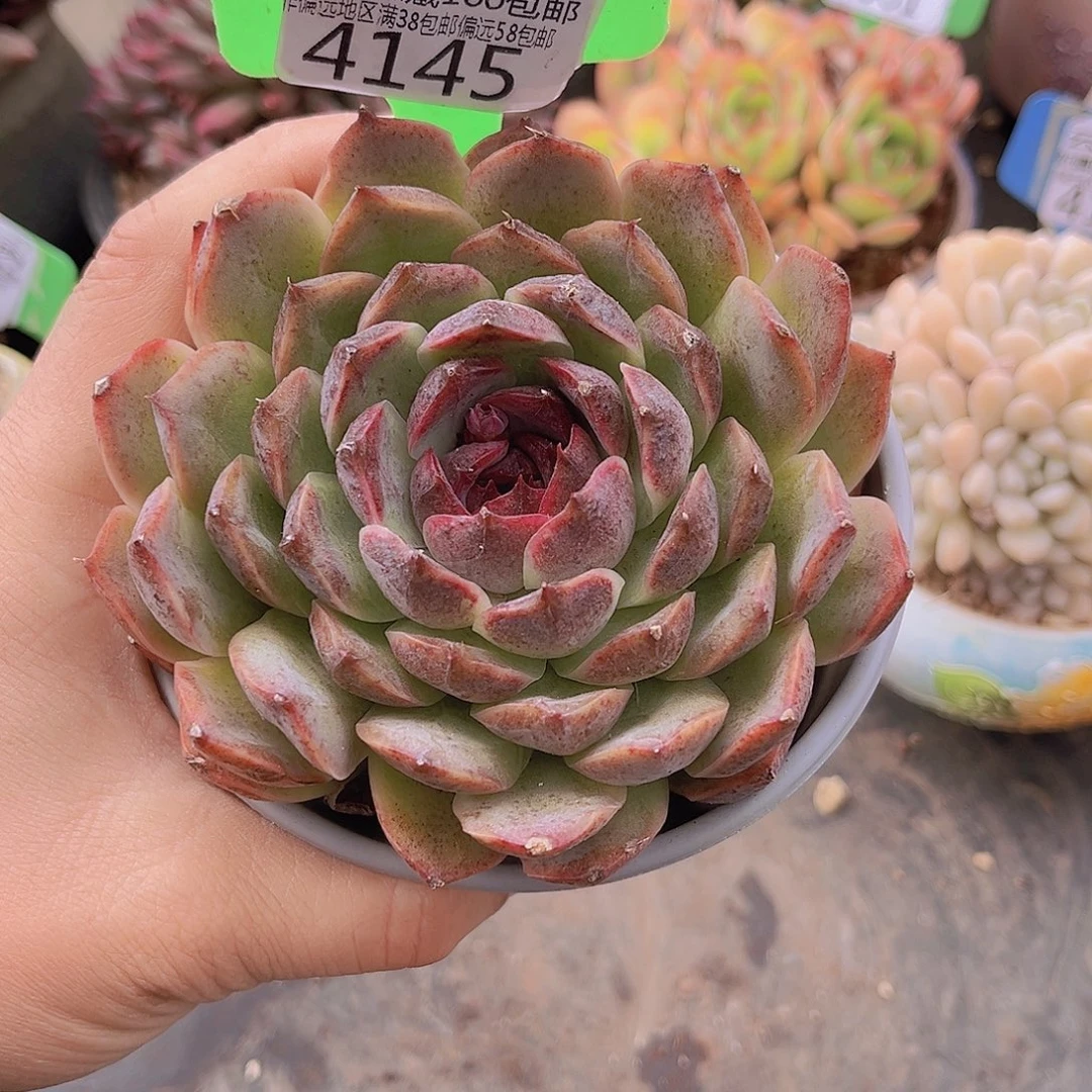 4145黑水晶多肉植物