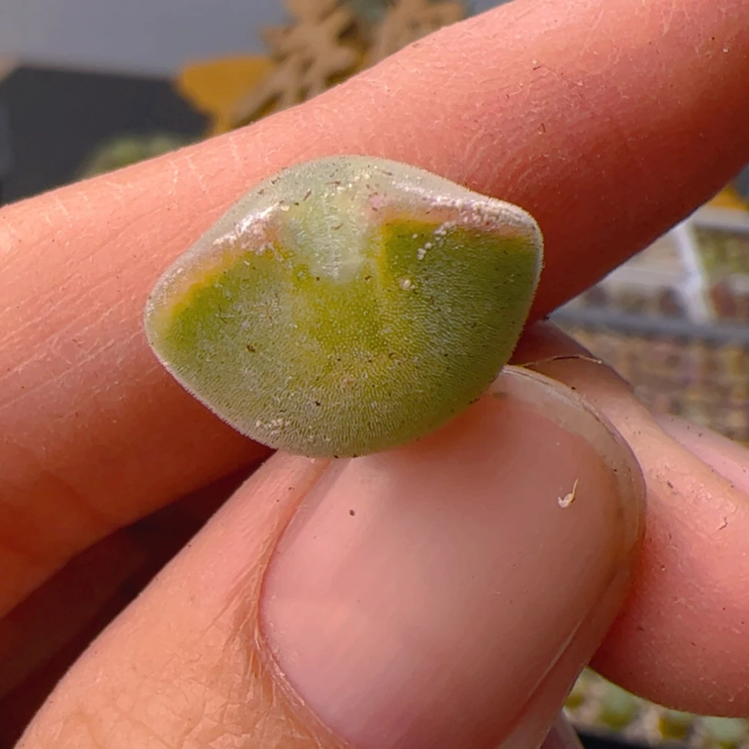 【闪购商品】00000000025空蝉1.5cm