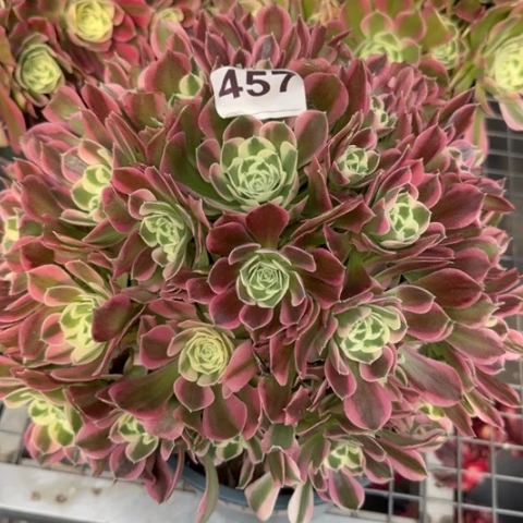 457白凤25厘米左右