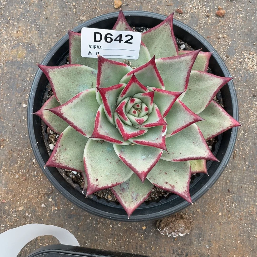 若如东云单拍D642