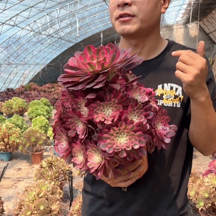 大颗红铜白好看好养