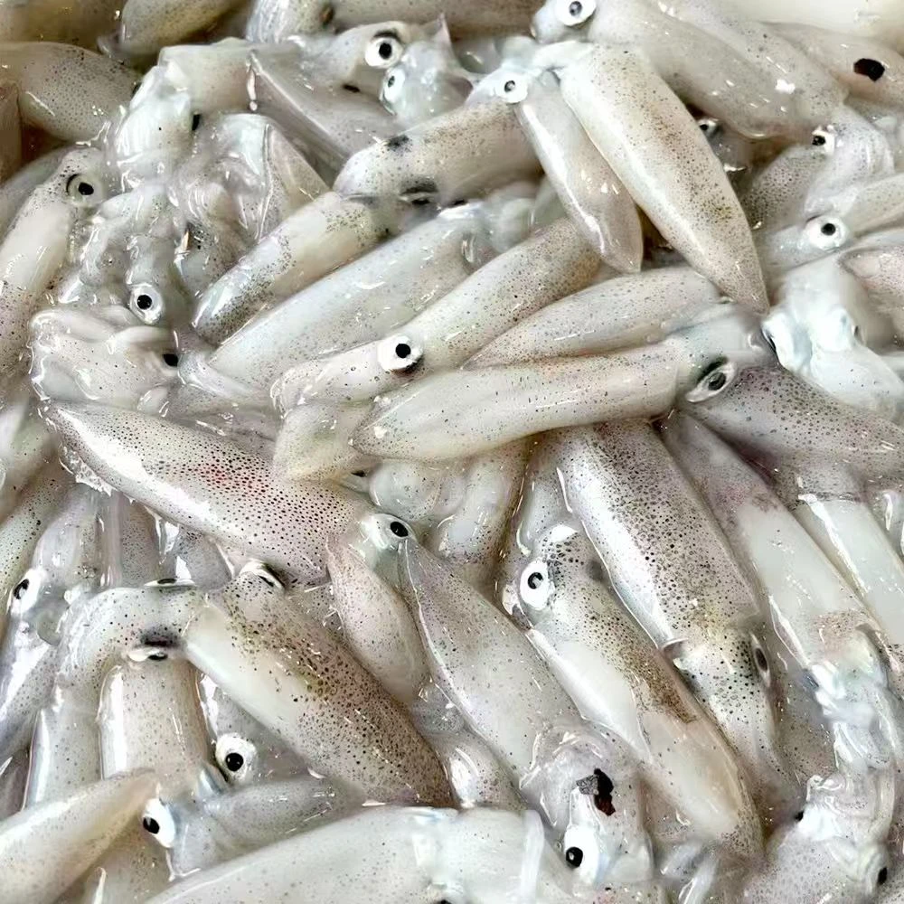 乌龟管/笔管【直播现称】 冷运到家