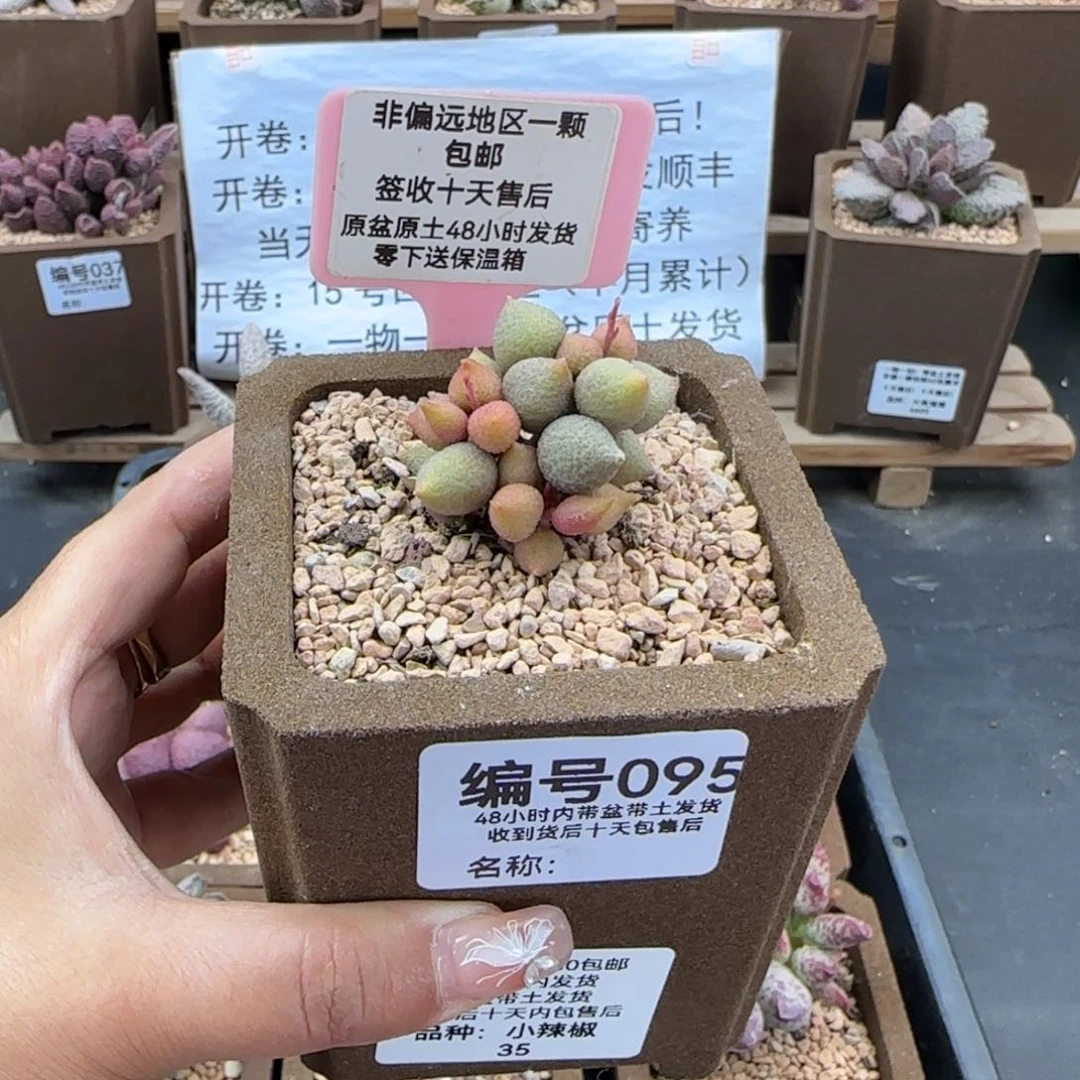 臭**妈095小辣椒多肉植物