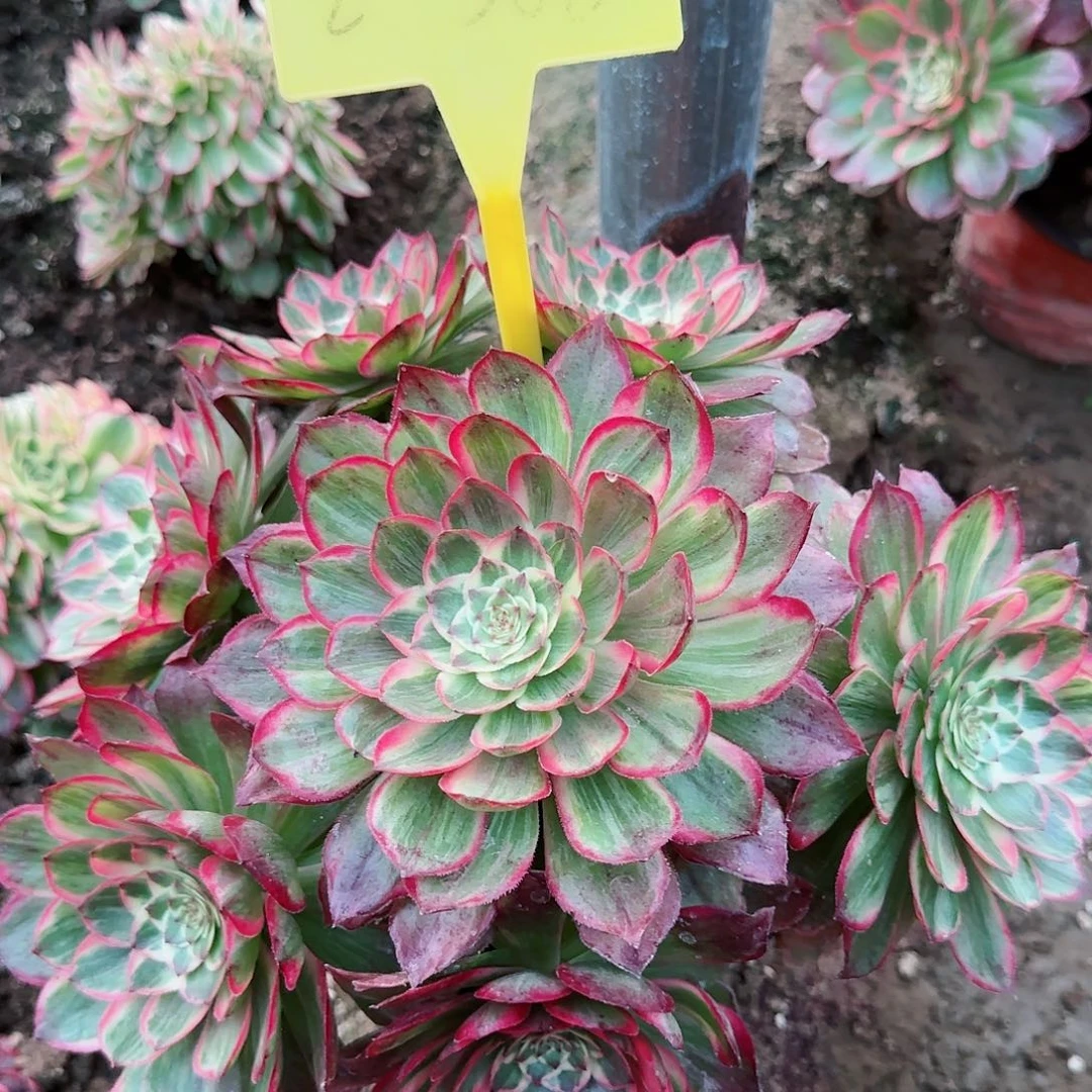 2-386--+多头多肉植物万花筒