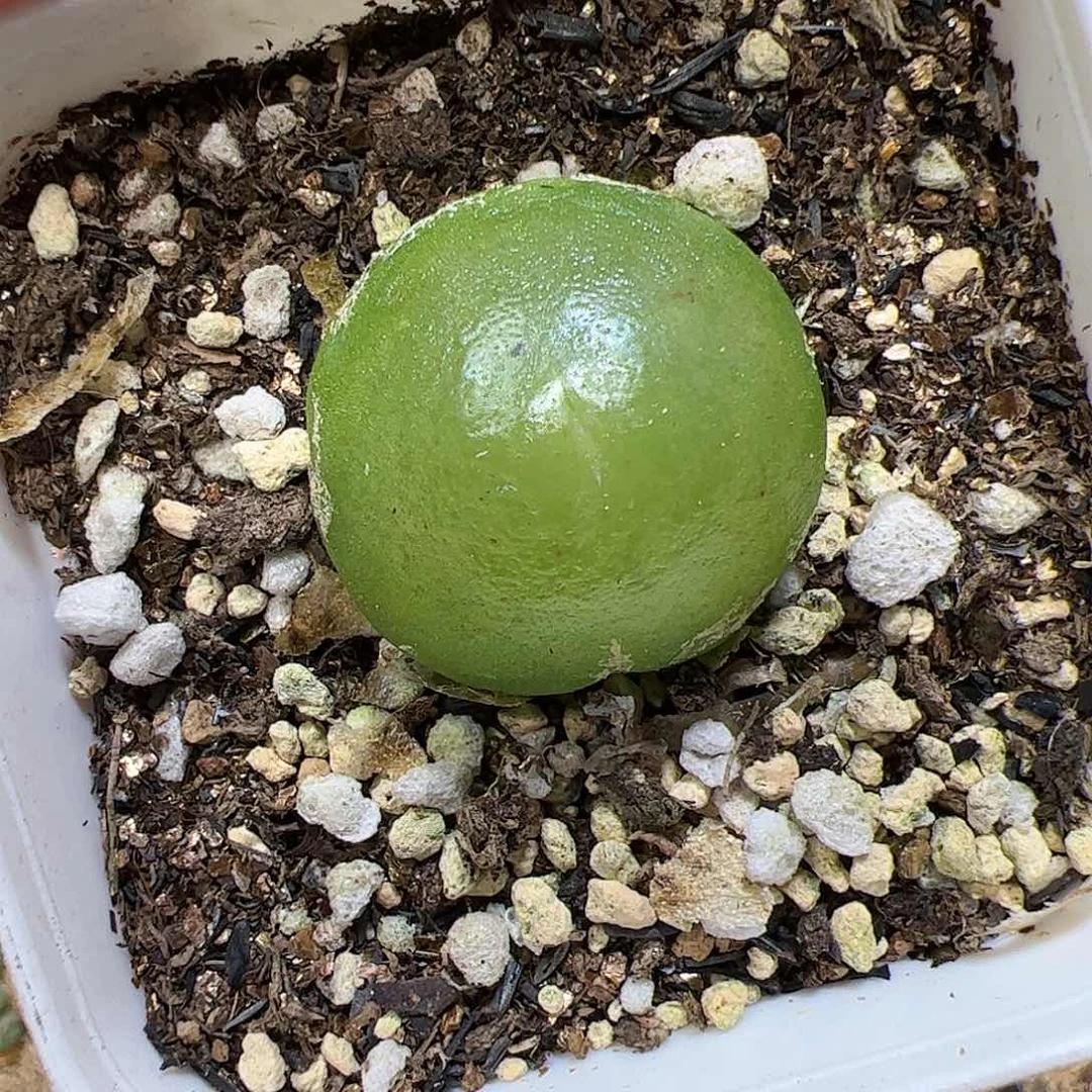 【闪购商品】104 灯泡