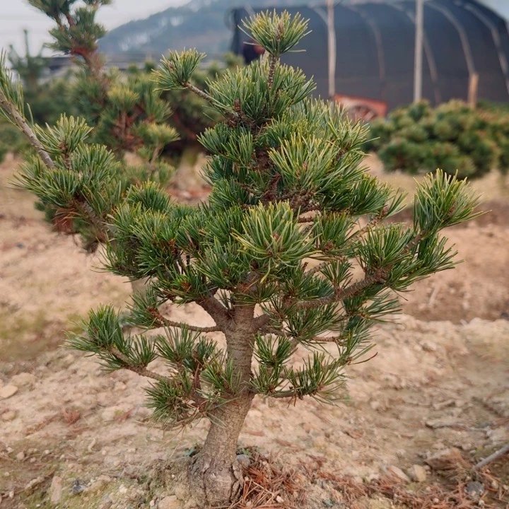 无花朵可*乐f h m l