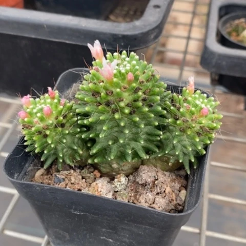 绿松针牡丹7仙人球