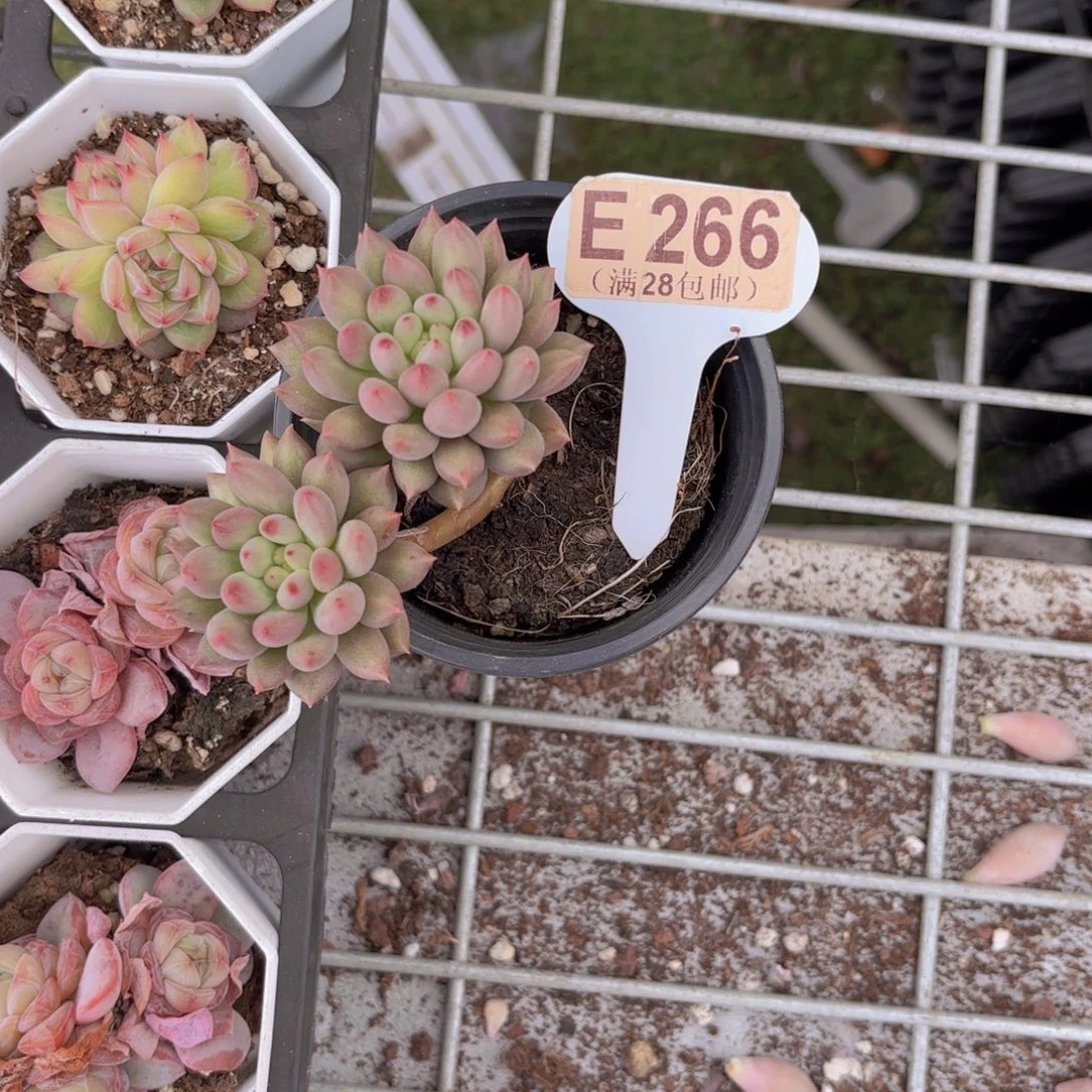 E266岩字一物一拍