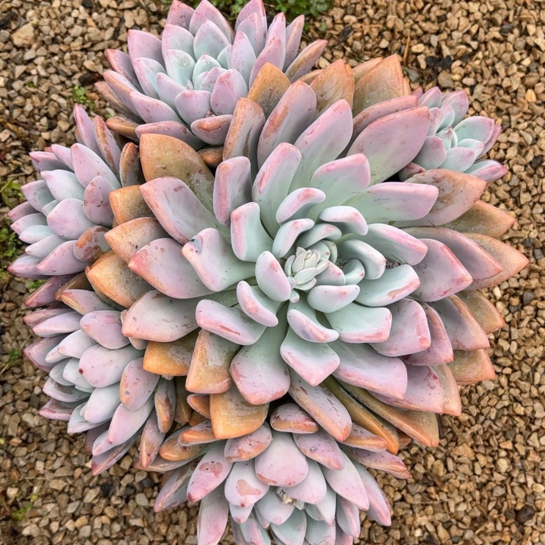 新疆西藏内蒙不发货，奥普
