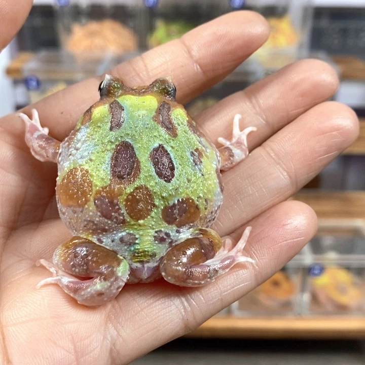 翟***磊角蛙294号变异角蛙