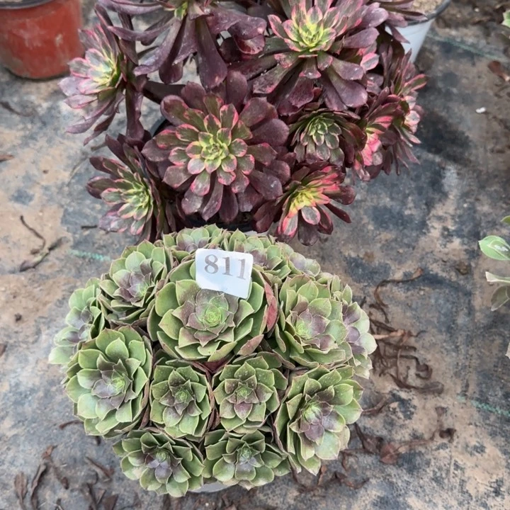 摩****鼠811万圣节➕紫霞包邮。