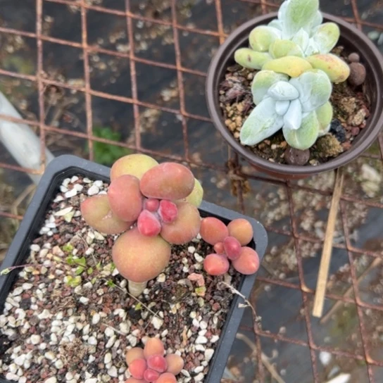 陆****?谢谢哥～一物一拍010