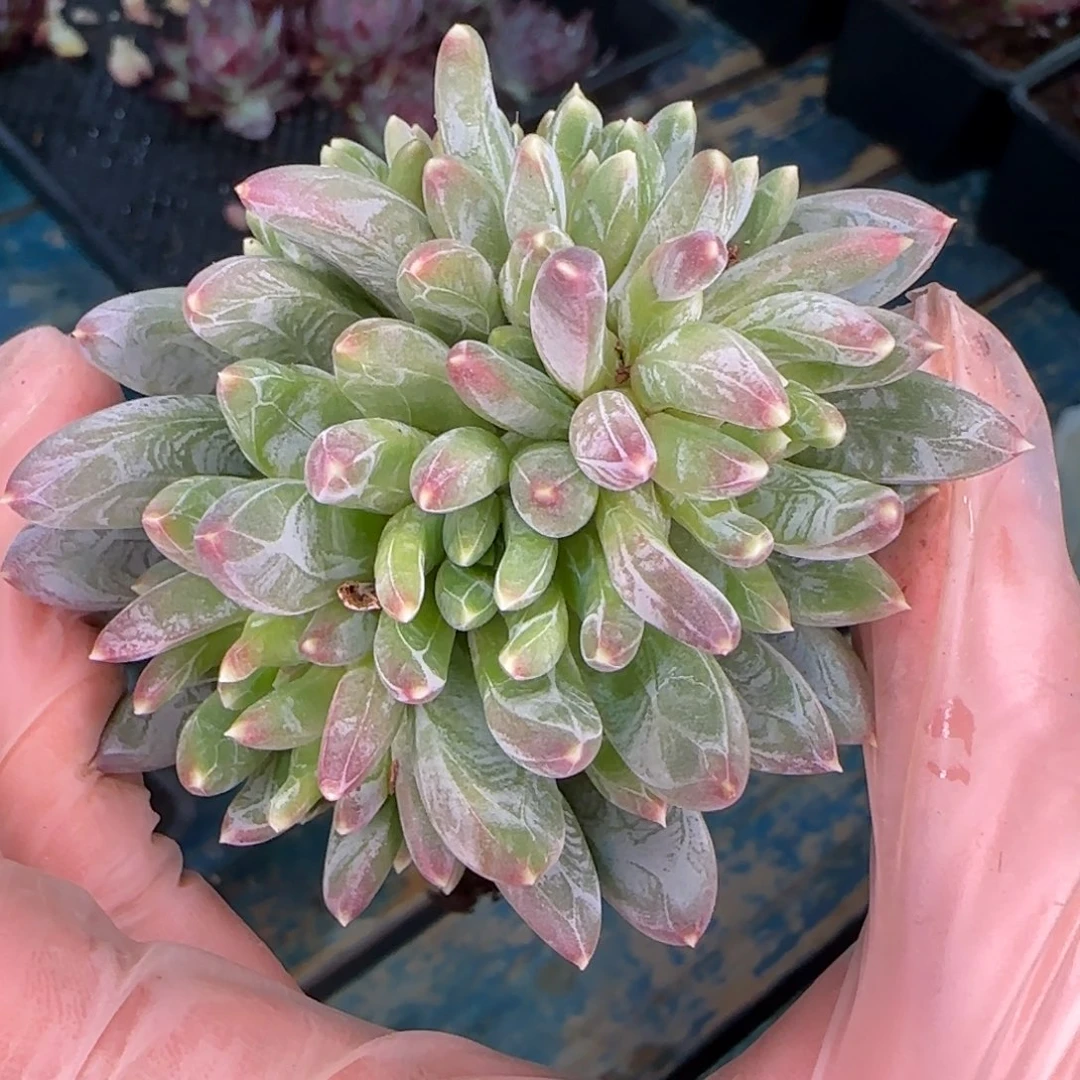 从前慢多肉编号炫彩星小