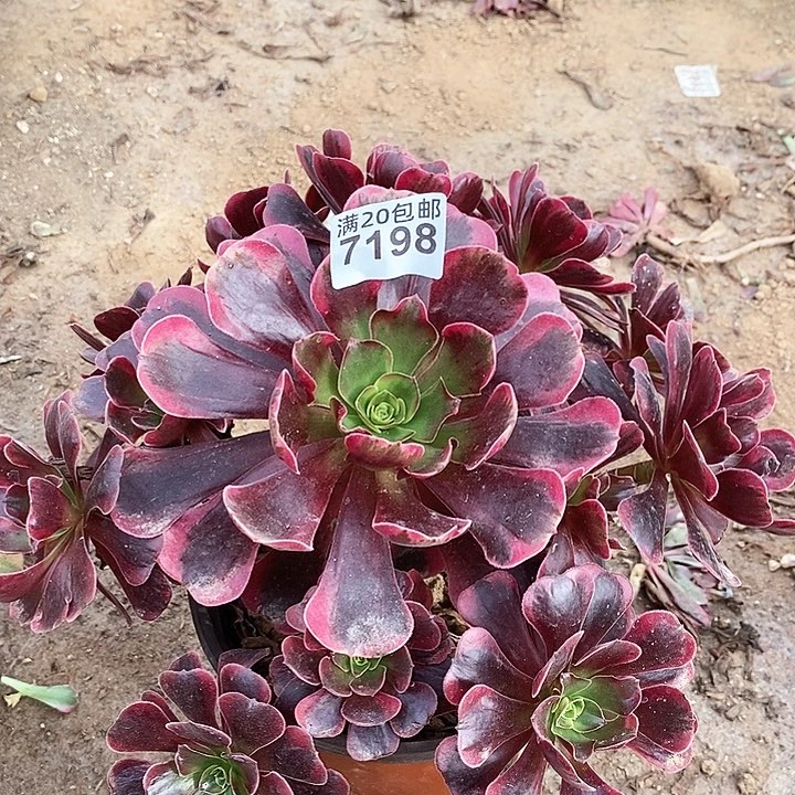 7198 一颗爱神法师