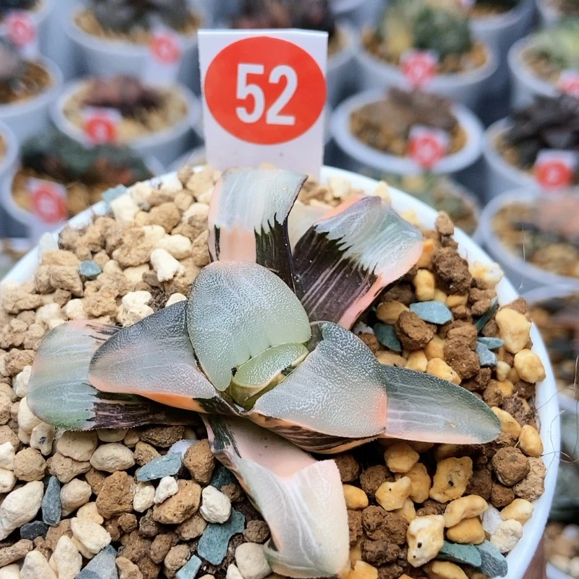 【闪购商品】咱52镜面克锦