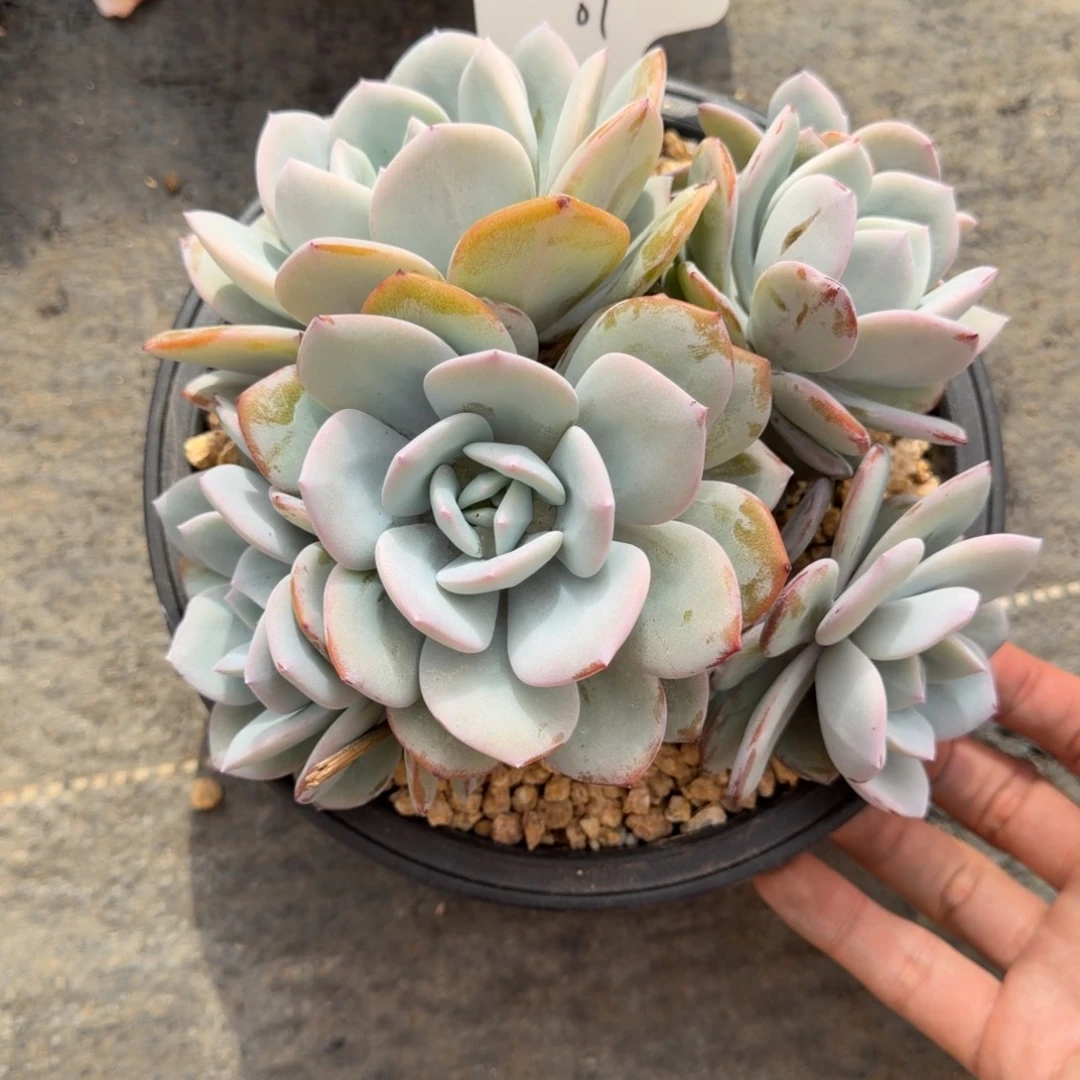 一物一拍精控奶茶01